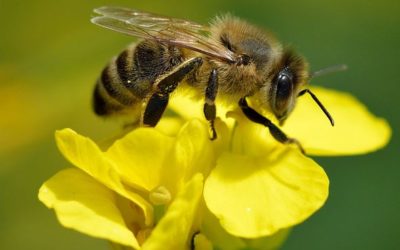 Bee Facts – from our ‘Bedtime Stories’ Series